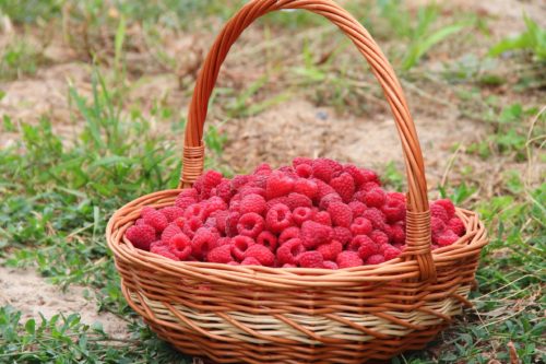 Confiture Framboise épépinée – Image 3