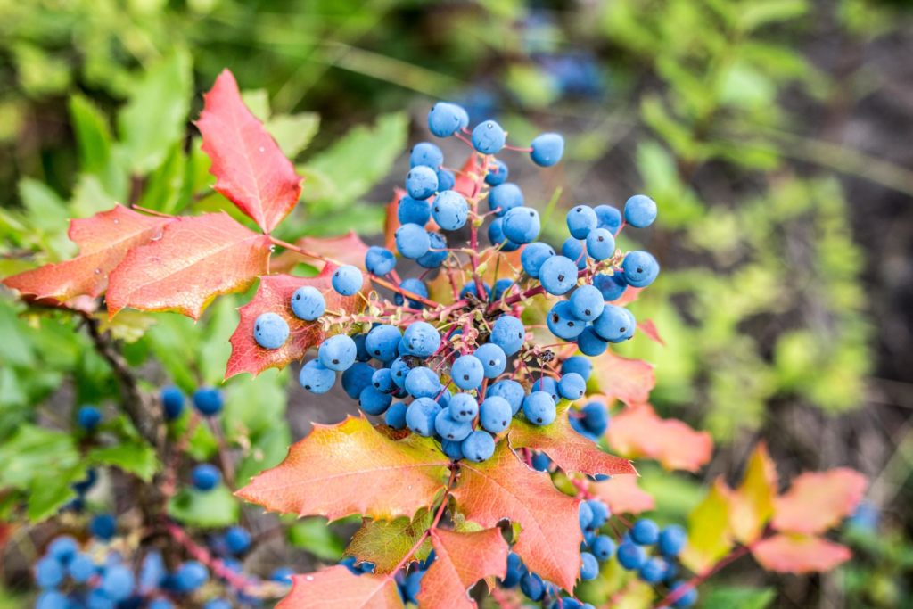 cueillette myrtille sauvage hautes alpes le plantivore