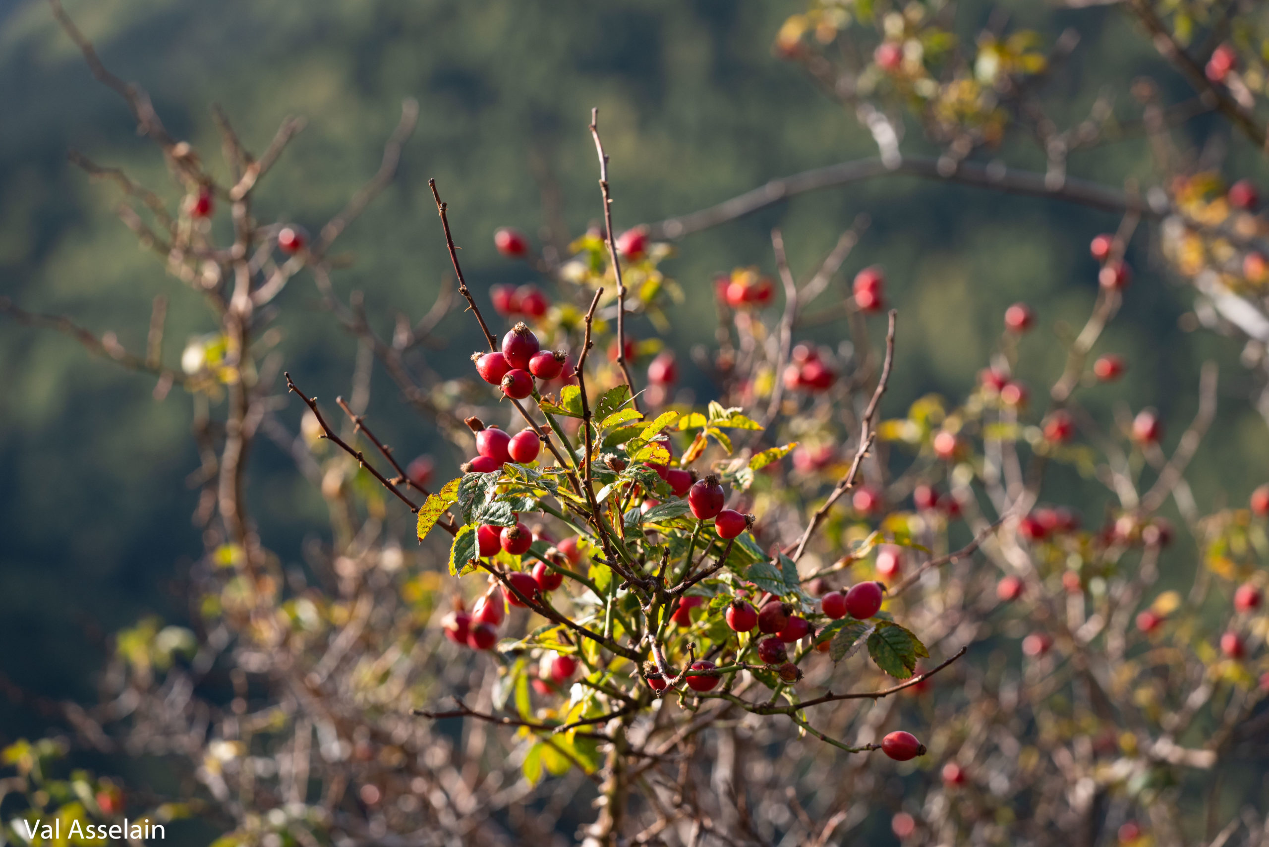 epine vinette queyras confiture