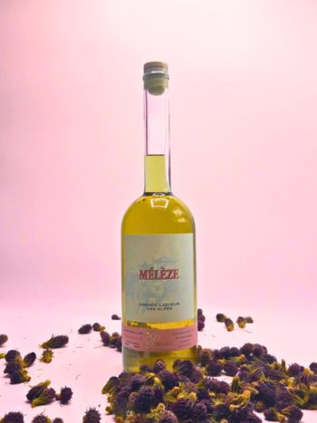 liqueur de mélèze artisanale queyras valeur parc naturel régional artisan cueilleur de queyras