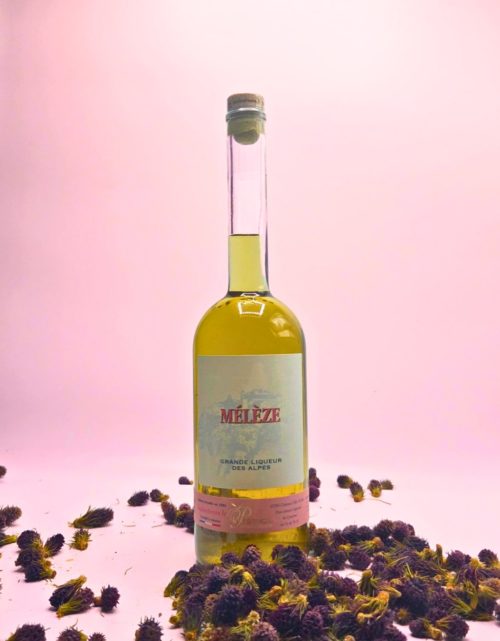 liqueur de mélèze artisanale queyras valeur parc naturel régional artisan cueilleur de queyras
